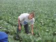 Трудовой отряд «Корчагинец» пополняет свои ряды Трудовой отряд «Корчагинец» пополняет свои ряды