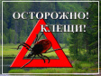 О профилактике клещевых инфекций О профилактике клещевых инфекций