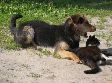 Помочь бездомным животным Помочь бездомным животным