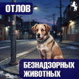 Отлов и содержание животных без владельцев на территории города Владимира Отлов и содержание животных без владельцев на территории города Владимира
