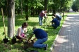 В Центральном парке города Владимира высадили «Сирень Победы» В Центральном парке города Владимира высадили «Сирень Победы»