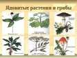 Как избежать отравления ядовитыми растениями, грибами и ягодами Как избежать отравления ядовитыми растениями, грибами и ягодами